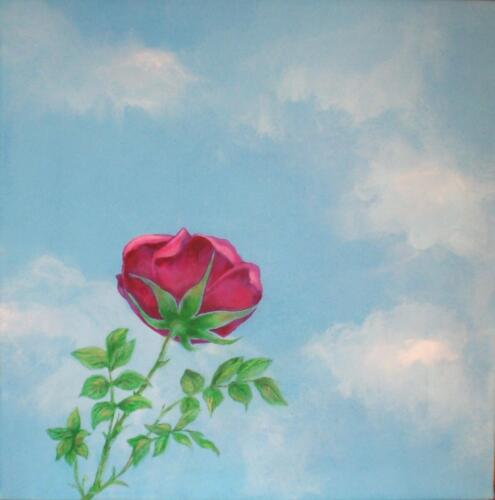 Rosa a primavera, 2024